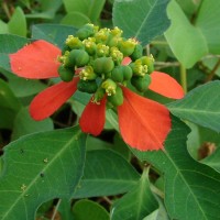 Euphorbia cyathophora Murray